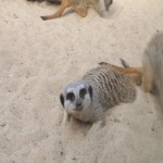 Lazy Meerkat